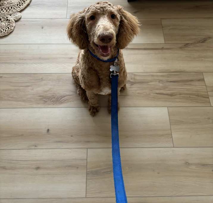 Photo of Louie