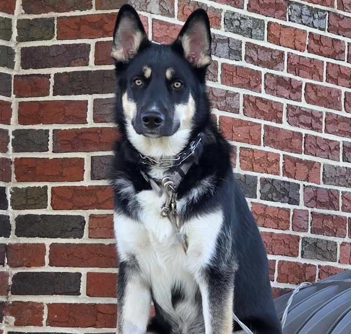 Photo of Atlas