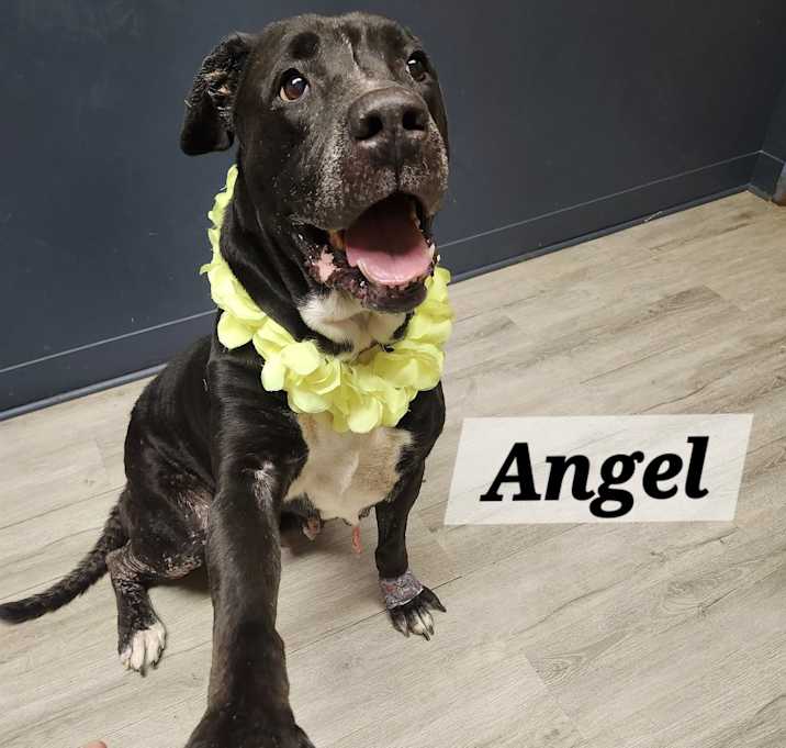 Photo of Angel