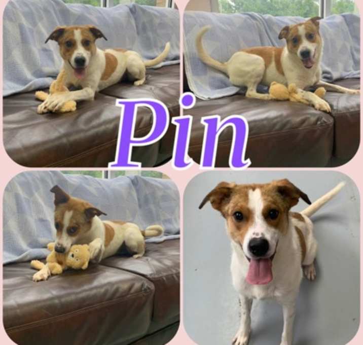 Photo of Pin