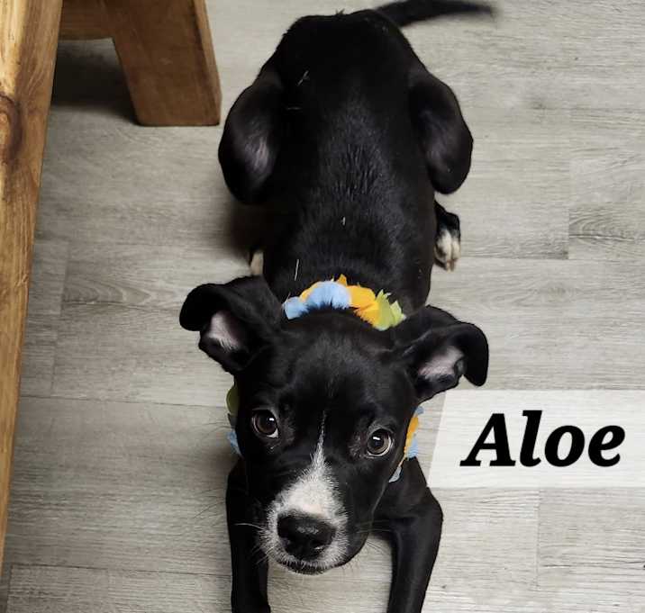 Photo of Aloe