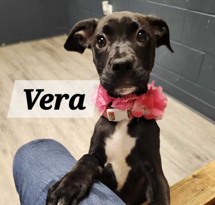 Photo of Vera