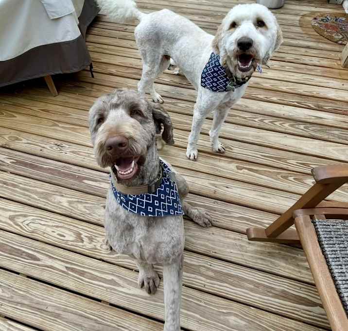 Photo of Maverick & Goose