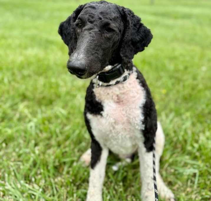 Photo of Oreo May 25