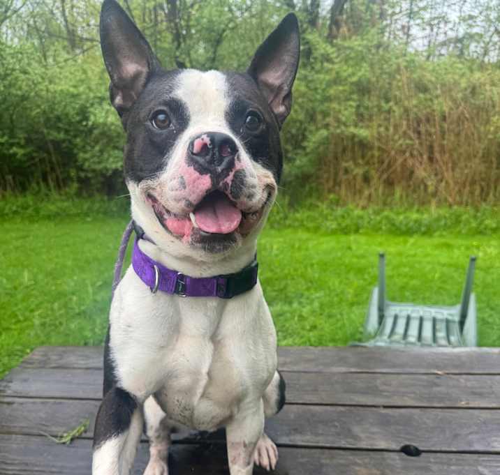 Photo of Neptune 26 (I'm not a Boston Terrier)