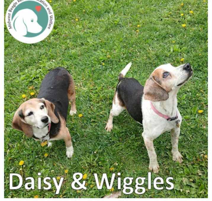 Photo of DAISY & WIGGLES
