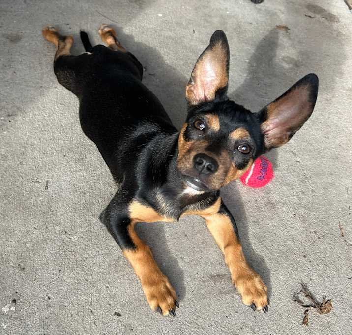 Photo of Rusty