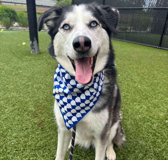 Photo of Luna