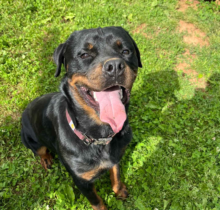 Photo of Rottie Bear 