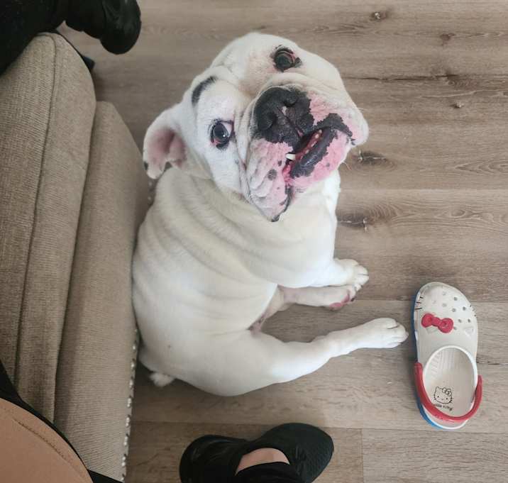 Photo of Maximus