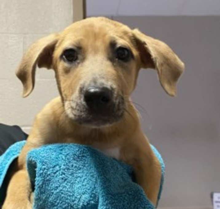 Photo of Rescue Only