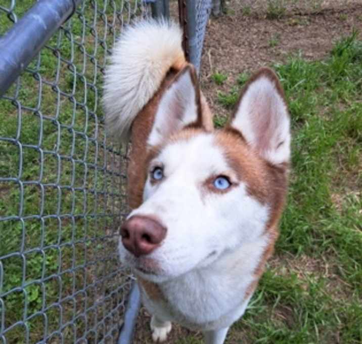 Photo of Rufus