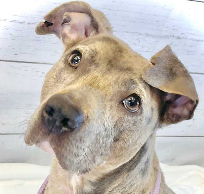 Photo of TULIP