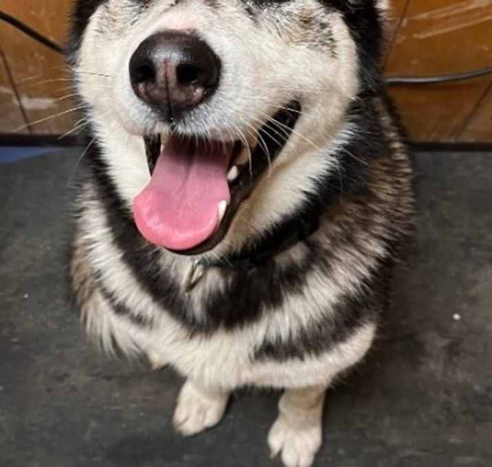 Photo of Sweet Pea