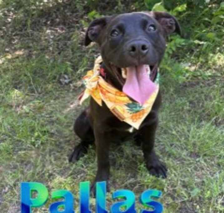 Photo of Pallas 124460