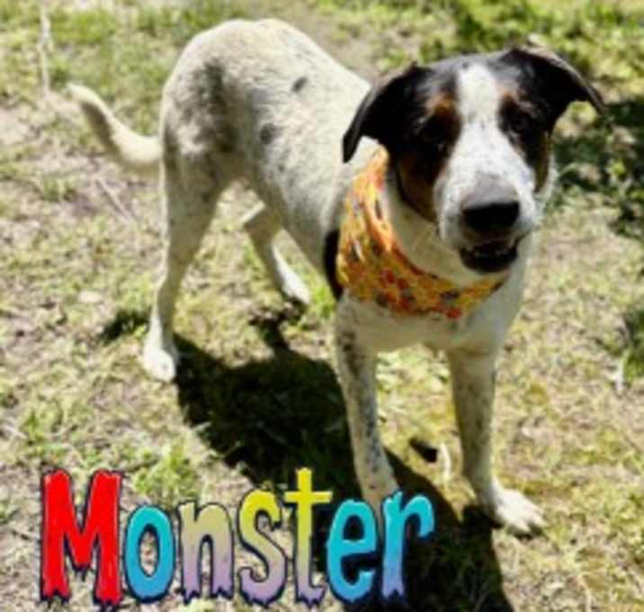 Photo of Monster 124425