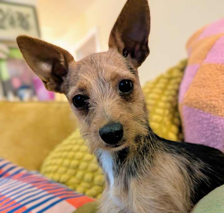Photo of Smidge