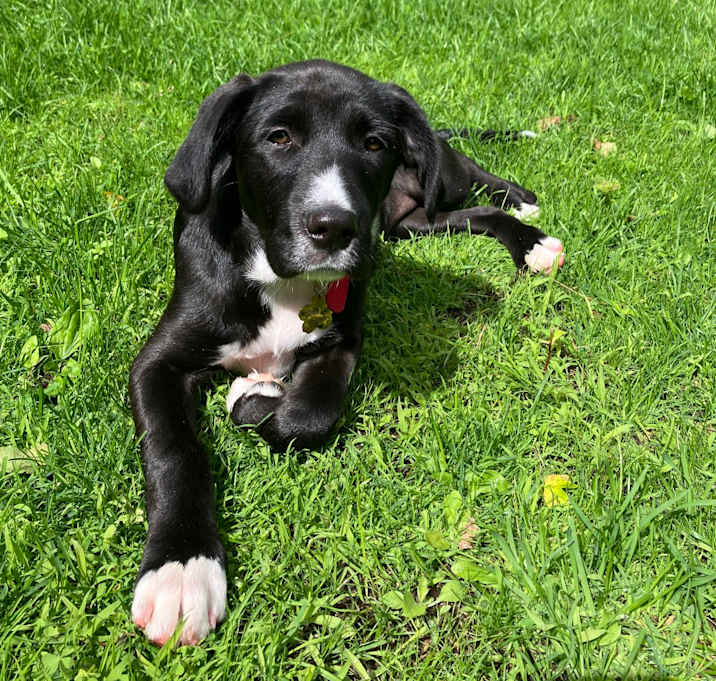 Photo of Stella Luna