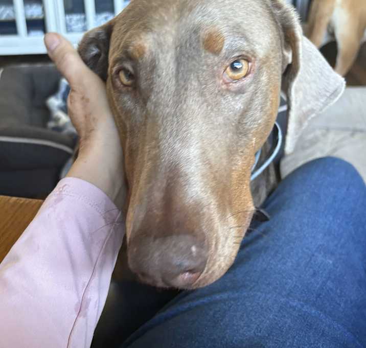 Photo of Pepperoni