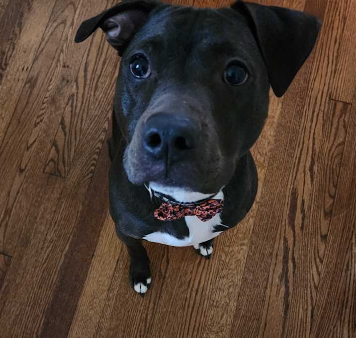 Photo of Buddy