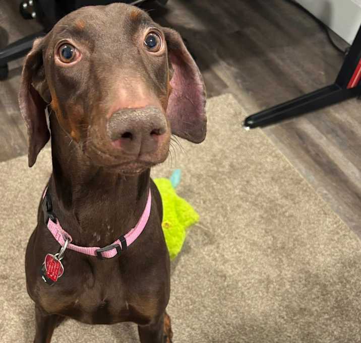 Photo of Remy