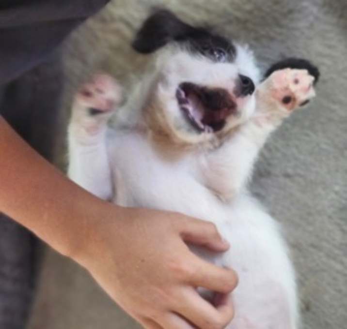 Photo of Remy