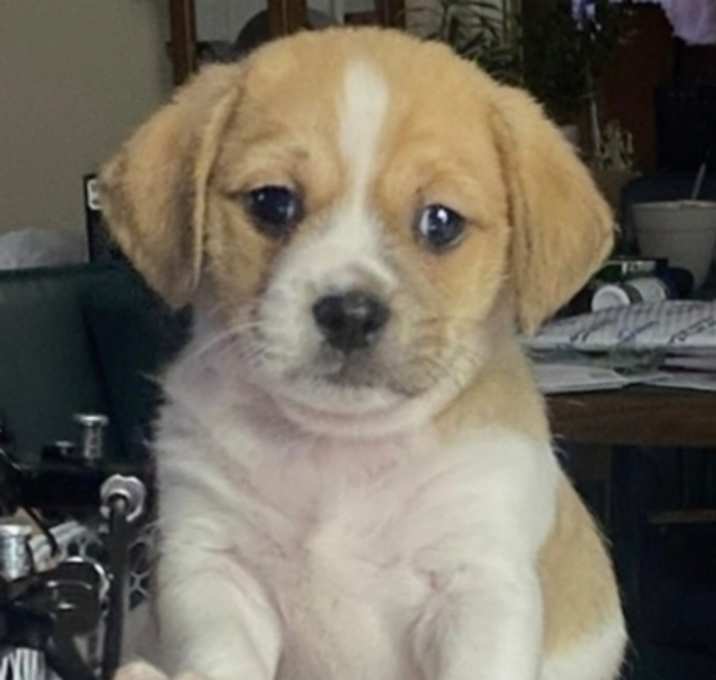 Photo of Latte
