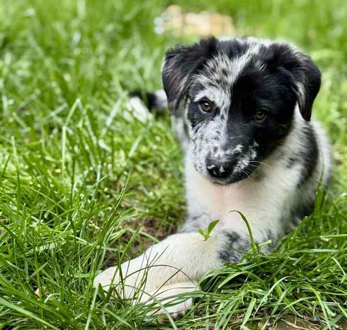 Photo of Roo