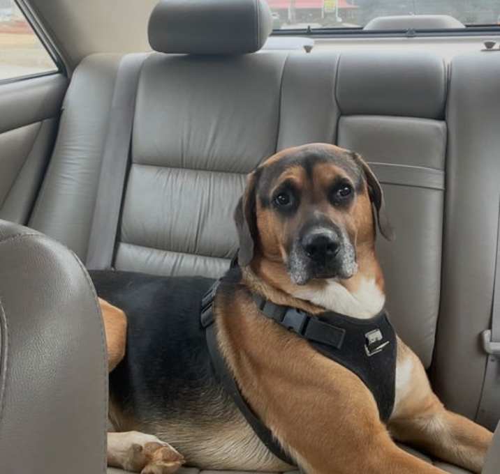 Photo of Scout