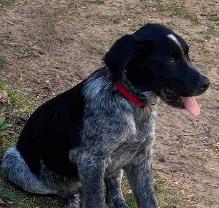 Photo of Archie