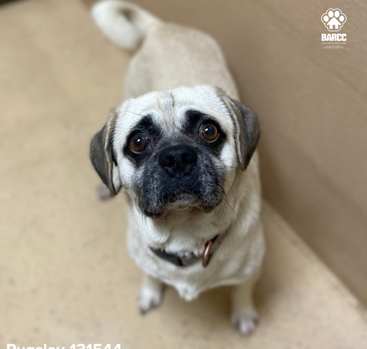 Photo of Pugsley