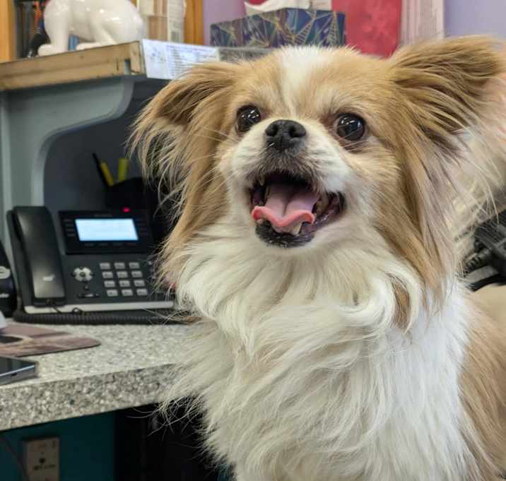 Photo of Toby