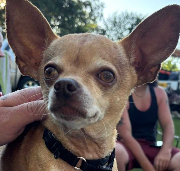 Photo of Megamind