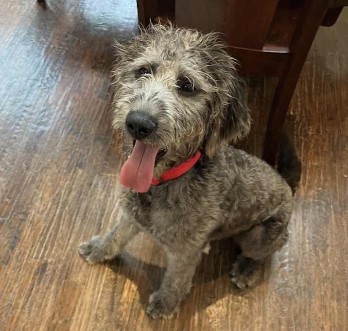 Photo of Finn