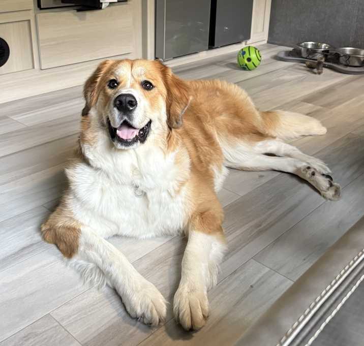 Photo of Koda