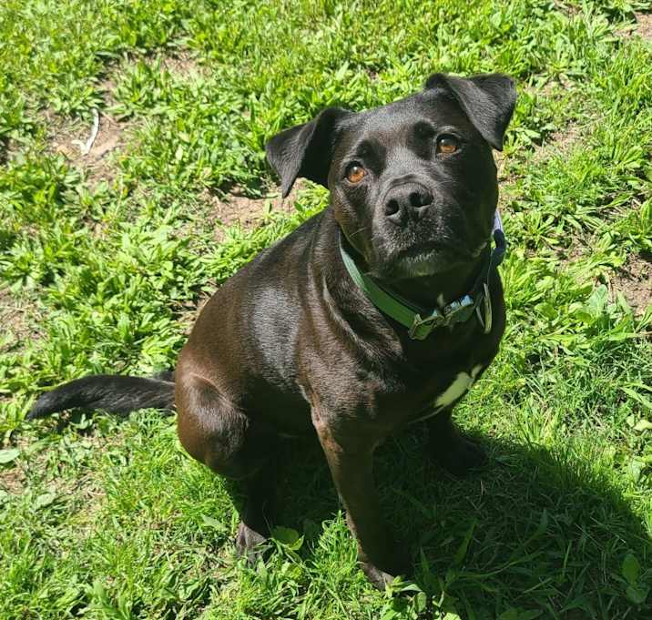 Photo of Shiloh