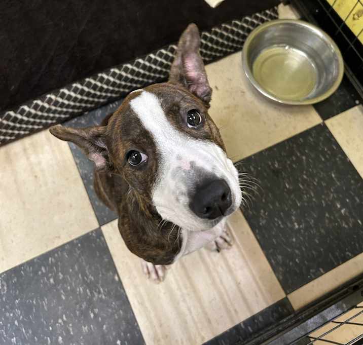 Photo of Maple