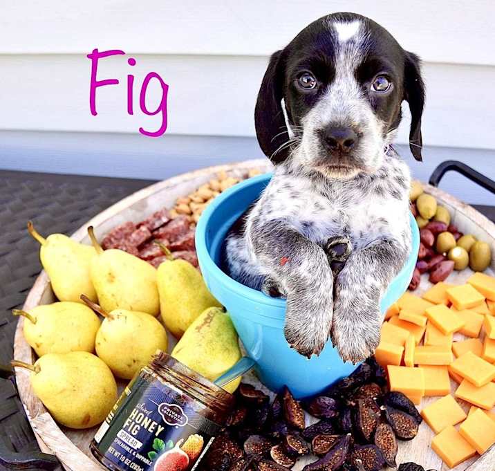 Photo of Fig (Charcuterie Litter)