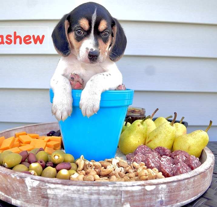 Photo of Cashew (Charcuterie Litter)