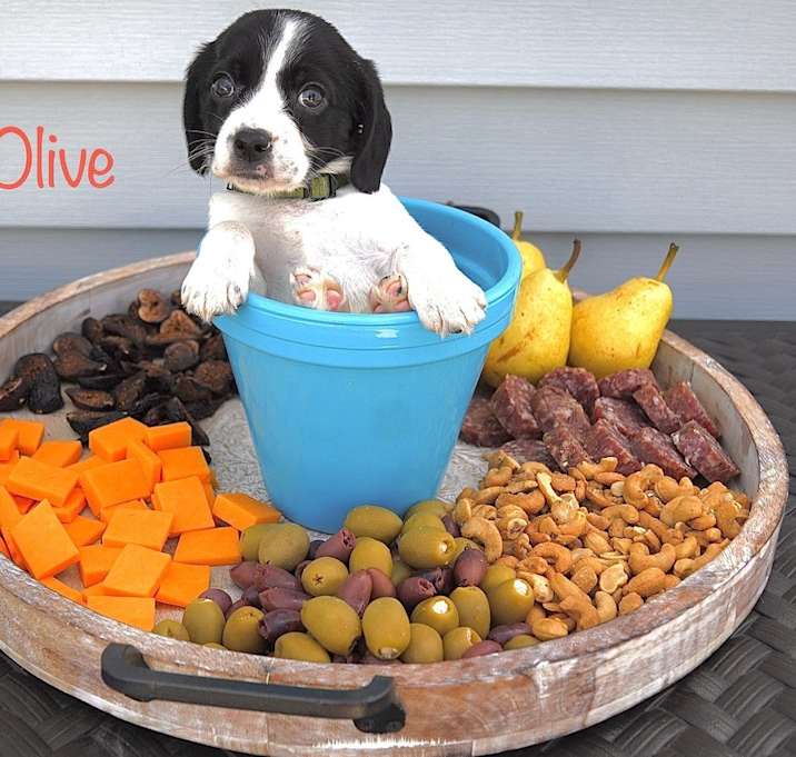 Photo of Olive (Charcuterie Litter)