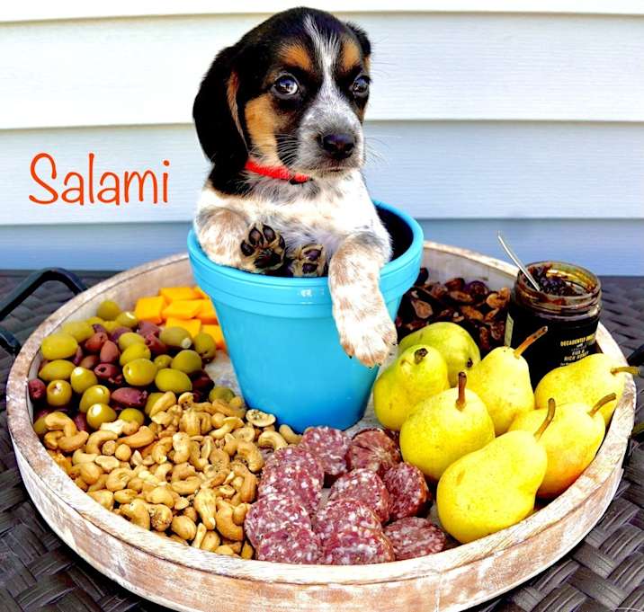 Photo of Salami (Charcuterie Litter)