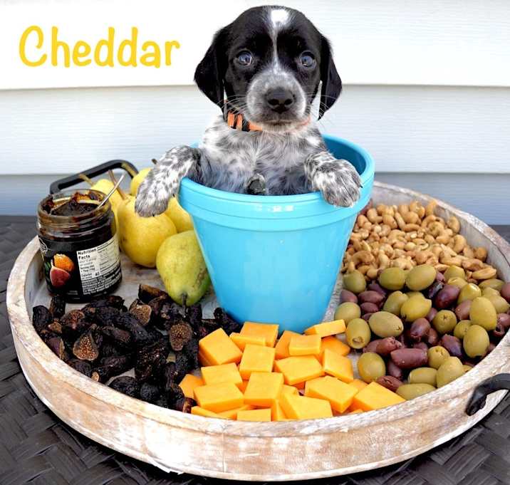 Photo of Cheddar (Charcuterie Litter)
