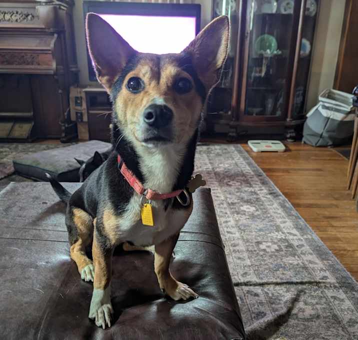 Photo of Kanga