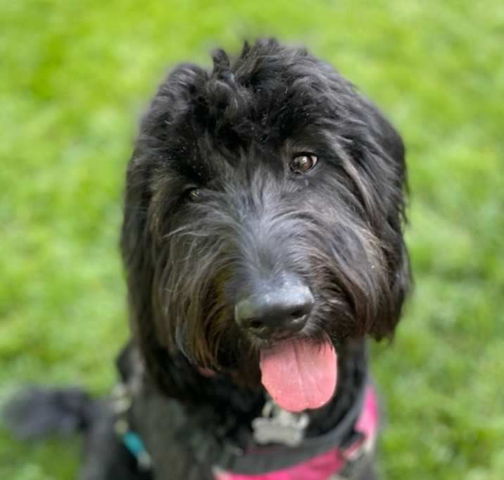 Photo of ROXIE