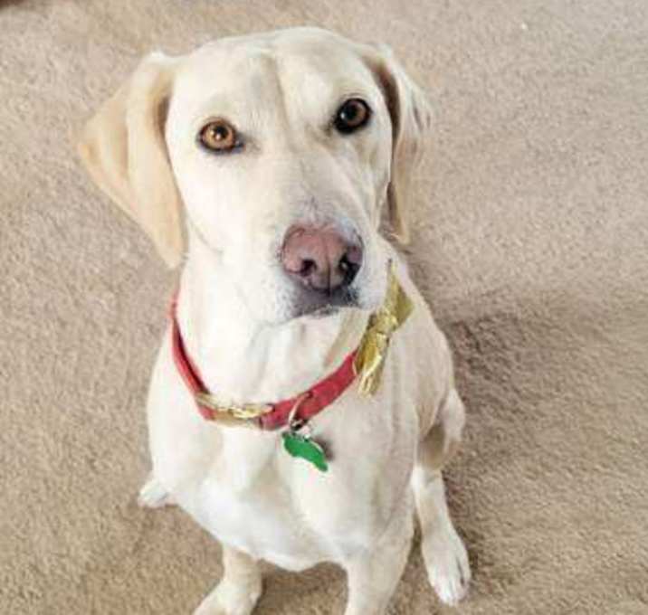Photo of Pearl