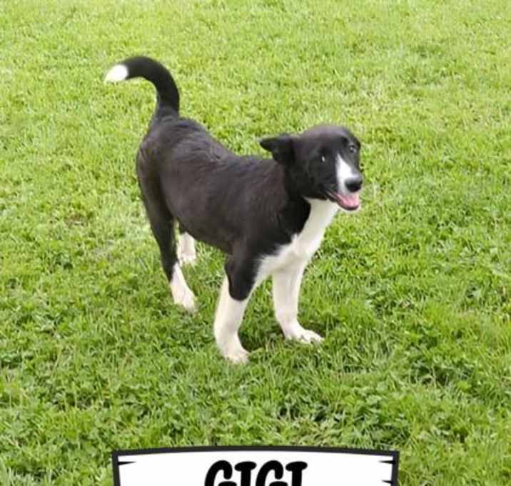 Photo of Gigi