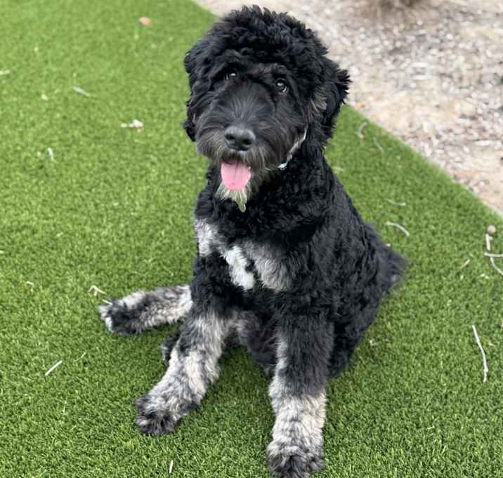 Photo of Onyx