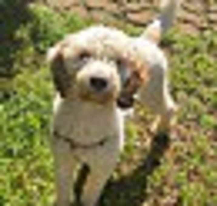 Photo of Chip