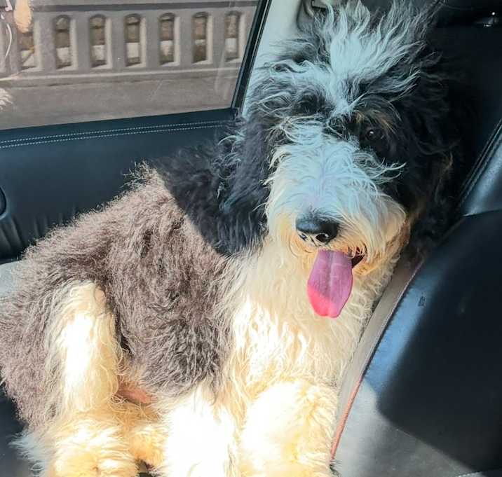 Photo of Oliver