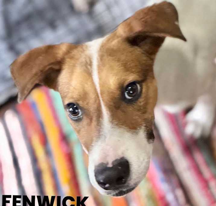 Photo of Fenwick Silvergate